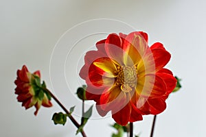 Dahlia white background red tipped yellow petals with yellow eye closeup