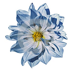 Dahlia White-blue flower on an isolated white background with clipping path. Closeup. No shadows.