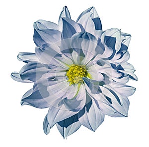 Dahlia white-blue flower on an isolated white background with clipping path. Closeup. No shadows.