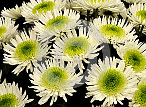 Chrysantemum photo
