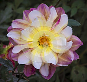 Dahlia, white, pink and yellow