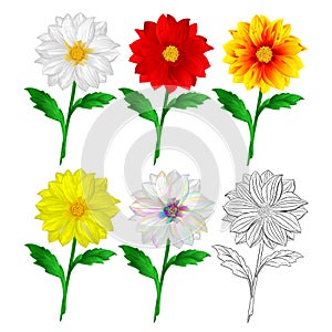 Dahlia white red orange yellow outline  flowers stems various colors for spring season as graphic elements and decorations