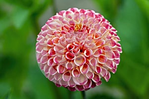 Dahlia `Will`s Ringwood Rosie`