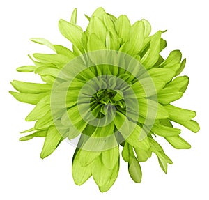 Dahlia yellow-green flower white background isolated with clipping path. Closeup. with no shadows.