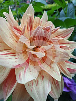 Dahlia Zinnias Flower