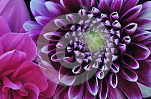 Dahlias photo