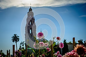 Dahlias in Balboa park