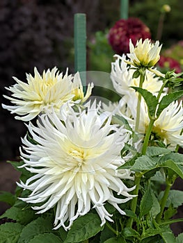 Dahlias at the Butchart Gardens in Victoria BC