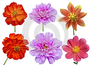 Dahlias cosmos aster flower