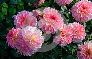 Dahlias of the `Foxy Lady` variety in the garden.  Decorative dahlia with hues of pink and yellow