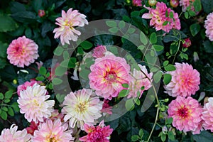 Dahlias of the `Foxy Lady` variety in the garden.  Decorative dahlia with hues of pink and yellow