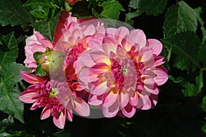 Dahlias of the `Foxy Lady` variety in the garden, top view. Decorative dahlia with hues of pink and yellow