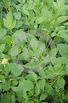 Dahlias green bush