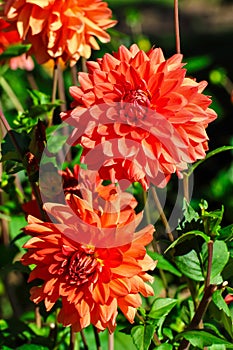 Flower of the dahlia Egon Ehlers in late summer and autumn photo