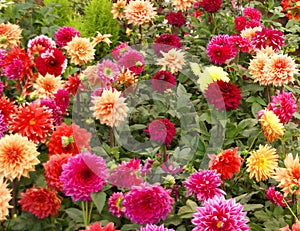 Dahlias in nursery garden photo