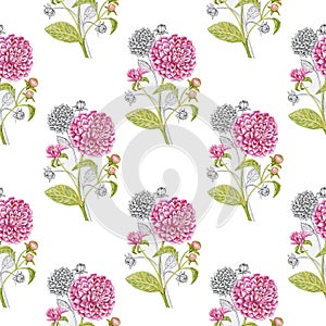 Dahlias pattern pattern isolate watercolor white background
