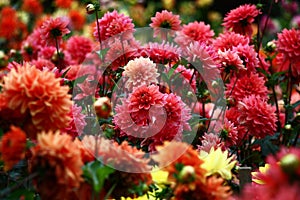 Dahlias in red tones.