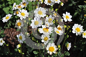 Dahlias of the Topmix Weiss type in garden, closeup.