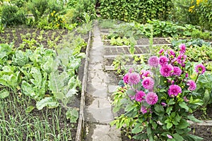 Dahlias in a Vegetable Garden