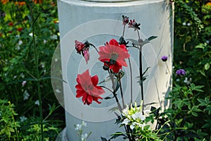 Dahlie \'Bishop of Llandaff\' blooms with red flowers in July. Potsdam, Germany