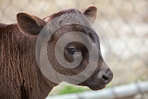 Dahomey dwarf cattle Bos primigenius taurus. photo