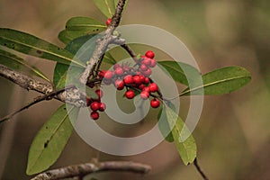 Dahoon Holly berries on a tree that is also called Christmas Berry Ilex cassine