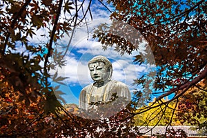 Daibutsu or Great Buddha of Kamakura in Kotokuin Temple at Kanagawa Prefecture Japan with leaves changing color