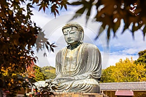 Daibutsu or Great Buddha of Kamakura in Kotokuin Temple at Kanagawa Prefecture Japan with leaves changing color