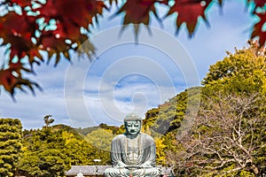 Daibutsu or Great Buddha of Kamakura in Kotokuin Temple at Kanagawa Prefecture Japan with leaves changing color