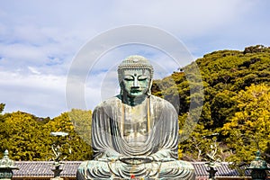 Daibutsu or Great Buddha of Kamakura in Kotokuin Temple at Kanagawa Prefecture Japan with leaves changing color