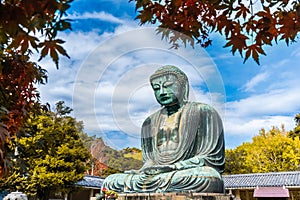 Daibutsu or Great Buddha of Kamakura in Kotokuin Temple at Kanagawa Prefecture Japan with leaves changing color It is an important