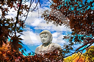 Daibutsu or Great Buddha of Kamakura in Kotokuin Temple at Kanagawa Prefecture Japan with leaves changing color It is an important