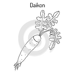 Daicon Raphanus sativus , or white radish