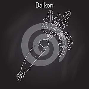 Daicon Raphanus sativus , or white radish