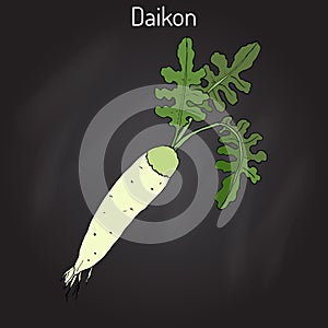 Daicon Raphanus sativus , or white radish