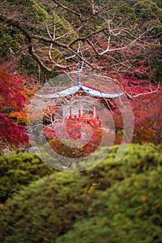 Daigoji temple in maple trees, momiji season, Kyoto, Japan