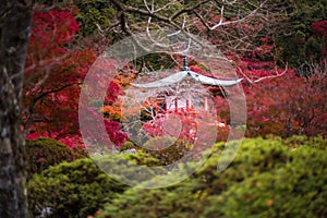 Daigoji temple in maple trees, momiji season, Kyoto, Japan