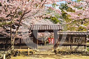 Daikaku ji Temple with cherry blossom at arashiyama, kyoto, kansai, japan photo