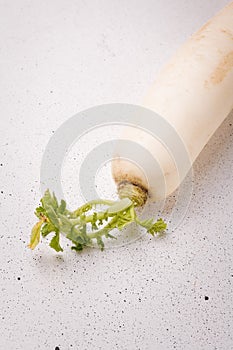 Daikon, east long radish on white background. Fresh organic vegan farm vegetables, seasonal harvest, healthy food