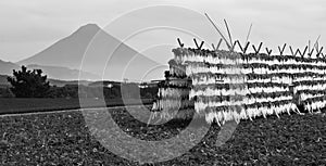 Daikon radish drying on racks photo