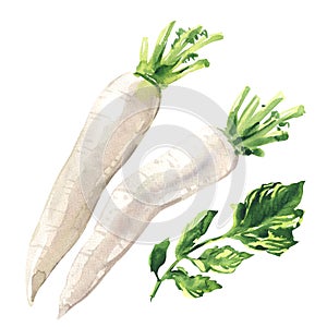 Daikon radish, fresh turnip, white radish, ripe organic vegetable, close-up, vegetarian food, package design element