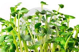 Daikon radish microgreen sprouts isolated on white background. Radish green shoots close up.