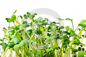 Daikon radish microgreen sprouts isolated on white background. Radish green shoots close up. Homegrown, organic greenery