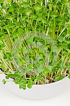 Daikon radish microgreens, close up, Japanese radish sprouts