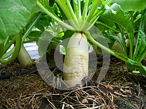 Daikon radish plants