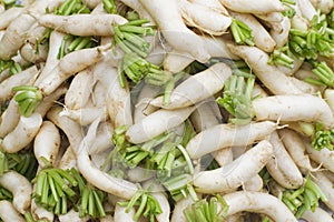 Daikon radish. Raphanus sativus var. Longipinnatus. It also known as white radish, Japanese radish, Chinese radish, winter radish