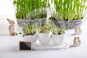 Daikon radish, rutabaga and  coriander sprouts in egg shells on white background. Easter decoration