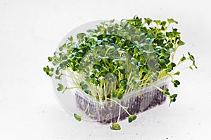 Daikon Radish Sprouting Seeds In Box