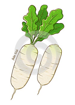 Daikon Radish Vegetable Hand Drawing