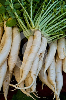 Daikon Radishes photo